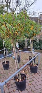 Portugese Laurier op stam (+/- 90cm stam) nu slechts 50 euro, Tuin en Terras, Planten | Bomen, Minder dan 100 cm, Zomer, Ophalen