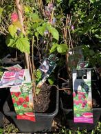 Framboos struik , staan in de kuip . 5 stuks . per stuk voor, Tuin en Terras, Ophalen, Overige soorten, Struik, 100 tot 250 cm