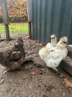 USA Zijdehoenders, Dieren en Toebehoren, Pluimvee, Vrouwelijk, Kip