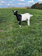 2 bonte geitjes, Dieren en Toebehoren, Schapen, Geiten en Varkens, Vrouwelijk, Geit, 0 tot 2 jaar