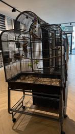 Valkparkiet met grote zwarte kooi, Dieren en Toebehoren, Vogels | Hokken en Kooien, Ophalen, Zo goed als nieuw, Metaal, Vogelkooi
