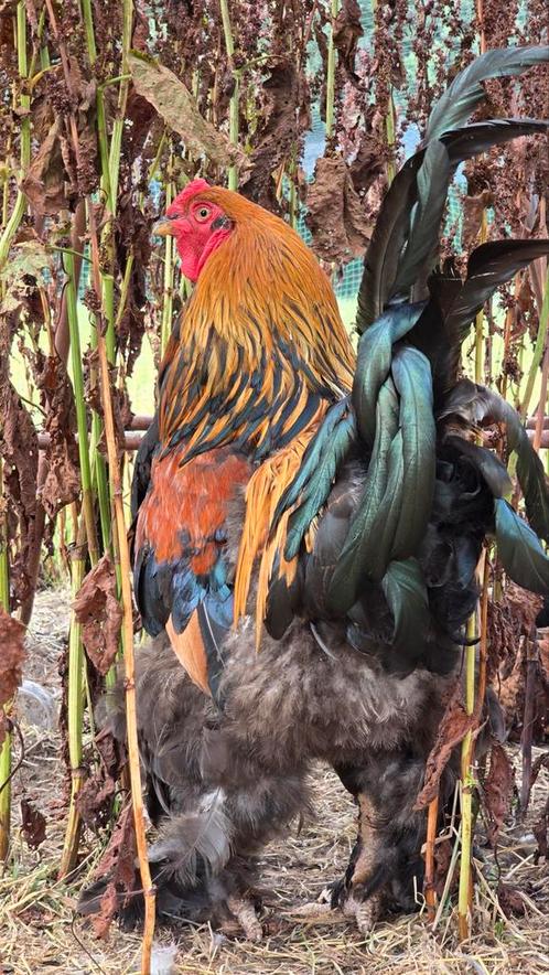 Brahma haan groot - Aparte Goudkwartel kleurslag - 1 jaar, Dieren en Toebehoren, Pluimvee, Kip, Mannelijk