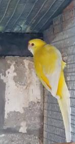 Rosella.barraband.strogeel.kakariki, Dieren en Toebehoren, Meerdere dieren, Parkiet, Geringd