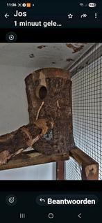 Broed blokken Eekhoorns 60 cm hoogte en 35 cm breedte., Dieren en Toebehoren, Januari, Meerdere dieren, Overige typen