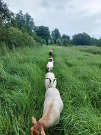 GEZOCHT! schapen voor in de begrazing, Dieren en Toebehoren, Schapen, Geiten en Varkens, Meerdere dieren, Schaap