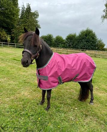 Bucas Freedom Turnout pony beschikbaar voor biedingen