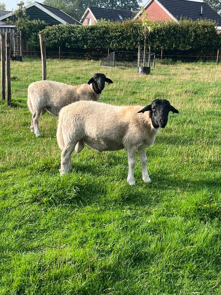 Jonge raszuivere dorper rammen, Dieren en Toebehoren, Schapen, Geiten en Varkens, Schaap, Mannelijk