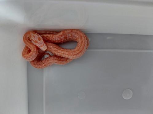 Korenslang opal hom-het hypo verschillende patronen, Dieren en Toebehoren, Reptielen en Amfibieën, Slang