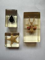 Ingegoten insecten, Sprinkhaan of Krekel