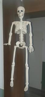 Skelet leuk voor Halloween 90 cm, Hobby en Vrije tijd, Feestartikelen, Ophalen of Verzenden, Nieuw, Halloween of Griezel