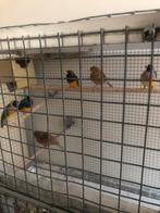 2 koppels Gouldamadine, Dieren en Toebehoren, Vogels | Overige Vogels, Meerdere dieren