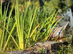 Gele lis (Iris pseudacorus) vijverplant zuiveringsplant, Ophalen, Zo goed als nieuw, Vijverfilter
