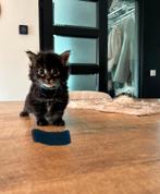 Maine coon kittens met stamboom en geteste ouders., Meerdere dieren, Gechipt, 0 tot 2 jaar