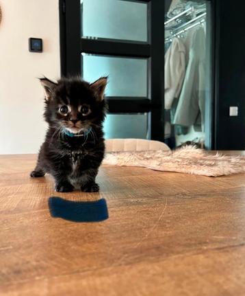 Maine coon kittens met stamboom en geteste ouders. beschikbaar voor biedingen