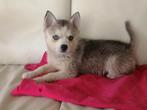 LAATSTE PUPS UIT HET NEST Pomsky pups, Dieren en Toebehoren, Overige rassen, CDV (hondenziekte), 8 tot 15 weken, Meerdere