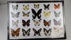 vitrinekastje met opgezette vlinders, Verzamelen, Ophalen, Nieuw, Insect, Opgezet dier