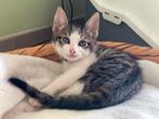 Nog 1 kater kitten zoekt warm thuis!, Dieren en Toebehoren, Katten en Kittens | Overige Katten, Kortharig, 0 tot 2 jaar, Kater