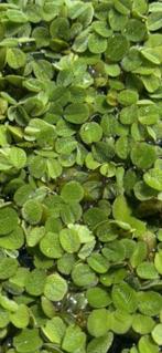 Aquarium  drijfplanten, Ophalen of Verzenden, Plant(en), Steen of Hout