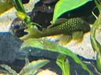 Green Phantom Pleco olijfgroen L200 wildvang 12 cm., Vis, Zoetwatervis