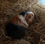 3 Beertjes mogen verhuizen, Dieren en Toebehoren, Knaagdieren, Oktober, Mannelijk, Cavia