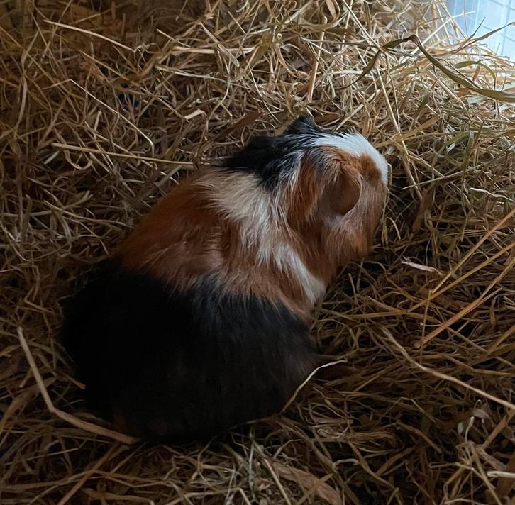 3 Beertjes mogen verhuizen, Dieren en Toebehoren, Knaagdieren, Mannelijk, Cavia, Oktober
