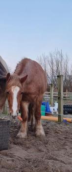 Aangeboden C-pony in bruikleen, B, C pony (1.27m tot 1.37m), 7 tot 10 jaar, Recreatiepony