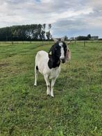 Afrikaanse Boergeit, Dieren en Toebehoren, Vrouwelijk, Geit, 3 tot 5 jaar
