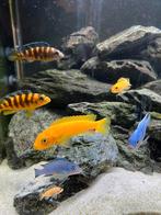 Compleet vissenbestand (mbuna’s & synodontissen), Dieren en Toebehoren, Vissen | Aquariumvissen