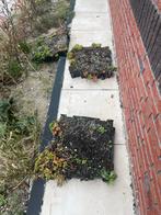 Sedumcassetes - 5 stuks, Ophalen, Bodembedekkers, Volle zon, Vaste plant