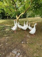 Witte ganzen, Dieren en Toebehoren, Pluimvee, Meerdere dieren, Gans of Zwaan