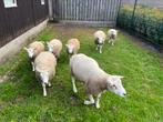 Texelaar rammen, Dieren en Toebehoren, Mannelijk, Schaap
