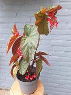 Begonia met stippelblad, Ophalen, Overige soorten, Minder dan 100 cm