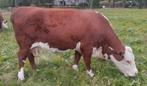 Hereford koe, Dieren en Toebehoren, Runderen, Vrouwelijk