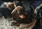 Schattige teckel pups, Dieren en Toebehoren, CDV (hondenziekte), België, Particulier, 8 tot 15 weken