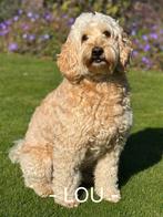 Australian labradoodle pups verwacht, Dieren en Toebehoren, Rabiës (hondsdolheid), Overige rassen, 8 tot 15 weken, Meerdere