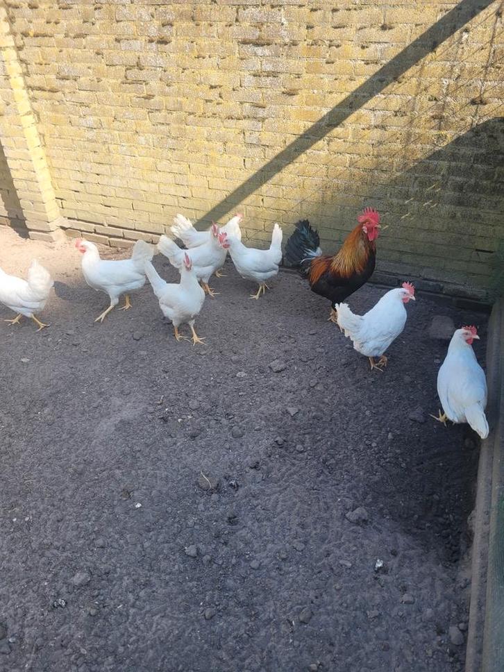 Jonge legkippen, Dieren en Toebehoren, Pluimvee, Kip, Vrouwelijk