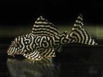 Pleco L133 L134 L191 !EEN KOOP!, Dieren en Toebehoren, Vissen | Aquariumvissen, Vis, Zoetwatervis
