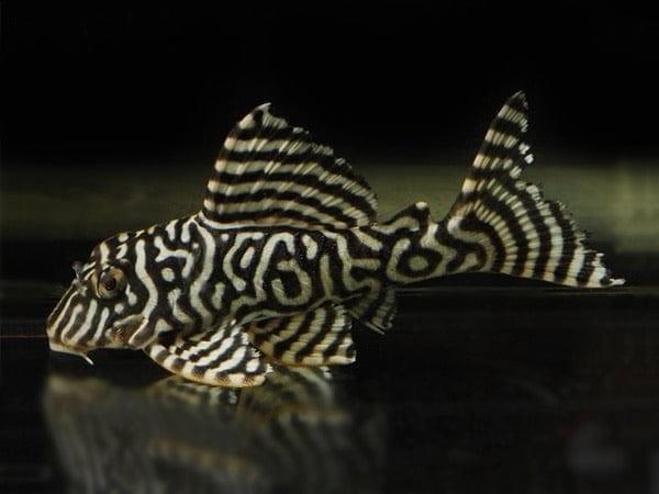 Pleco L133 L134 L191 !EEN KOOP!, Dieren en Toebehoren, Vissen | Aquariumvissen, Zoetwatervis, Vis