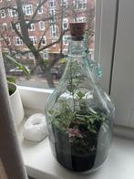 Terrarium met planten in glazen fles, Huis en Inrichting, Kamerplanten, Ophalen, Overige soorten, Halfschaduw, In pot