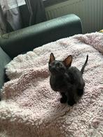 Cornish rex kitten katertje, Dieren en Toebehoren, Meerdere dieren, Ontwormd, 0 tot 2 jaar