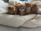 Britse korthaar kittens (black golden shaded), Dieren en Toebehoren, Katten en Kittens | Raskatten | Korthaar, Meerdere dieren