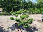 juniperus Pfitzeriana Aurea bonsai vormsnoei 125 cm hoog, Bloeit niet, Overige soorten, 100 tot 250 cm, Ophalen