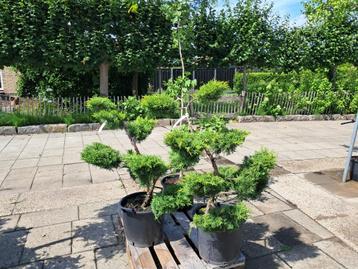 juniperus Pfitzeriana Aurea bonsai vormsnoei 125 cm hoog beschikbaar voor biedingen