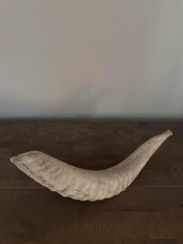 Verschillende hoorns beschikbaar voor biedingen