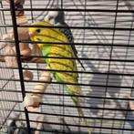 mannetje en groen vrouwtje parkietjes Van daag op halen, Meerdere dieren, Parkiet, Tam