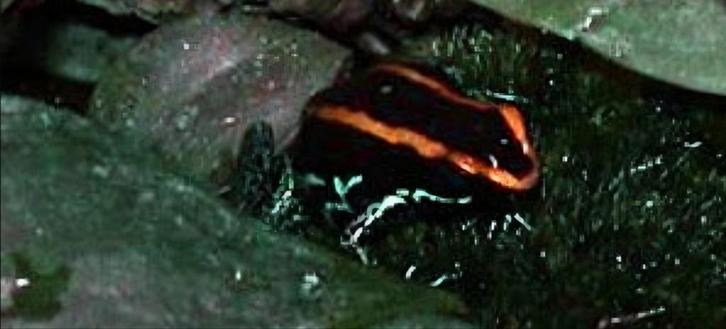 Phyllobates vittatus 2 stuks