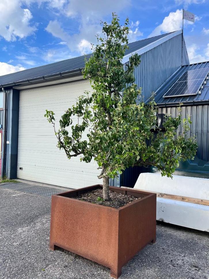 Knoestige 25-jarige Conference perenbomen in Zuid-Holland, Tuin en Terras, Planten | Fruitbomen, Perenboom, 100 tot 250 cm, Volle zon