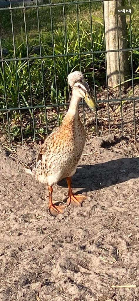 Loopeend woerd met kuif, Dieren en Toebehoren, Pluimvee, Eend, Mannelijk