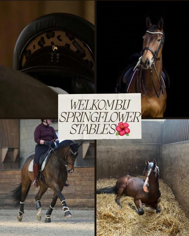 Luxe paardenbox(en) & complete stalunit bij Tilburg, Dieren en Toebehoren, Stalling en Weidegang, Stalling, 4 paarden of pony's of meer