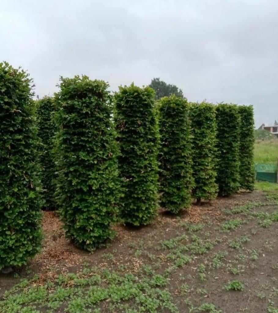 Blok Beuken, Tuin en Terras, Ophalen, Bloeit niet, Halfschaduw, Overige soorten